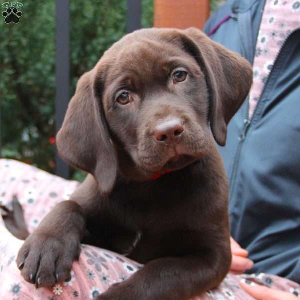 Calypso, Chocolate Labrador Retriever Puppy
